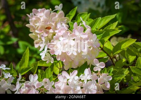 Ortensia paniclata (Hydrangea paniculata Siebold). Cathedral of the Pines, Rindge, New Hampshire Foto Stock