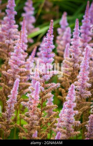 Astilbe (Astilbe rubra) - un perenne compatto con spessi panicli piramidali di fiori. Cathedral of the Pines, Rindge, New Hampshire Foto Stock