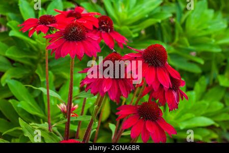 Fiore di coneflower 'Lakota Fire' (Echinacea) - fiori rossi simili a margherita con coni scuri, che fioriscono a fine estate. Cathedral of the Pines, Rindge, New Hampshire. Foto Stock