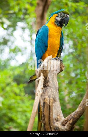 Primo piano ritratto di un pappagallo ecuadoriano giallo e blu in Guayaquil Foto Stock