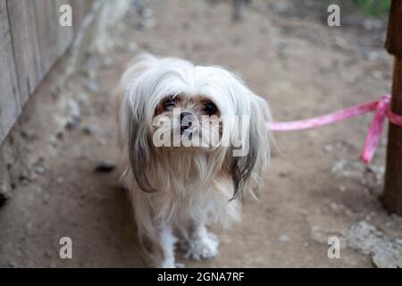 brutto cane piccolo su rosa guinzaglio cucciolo cane doggy capelli bianchi Foto Stock