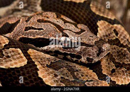 La boa di Dumeril (Acrantophis dumerili) Foto Stock