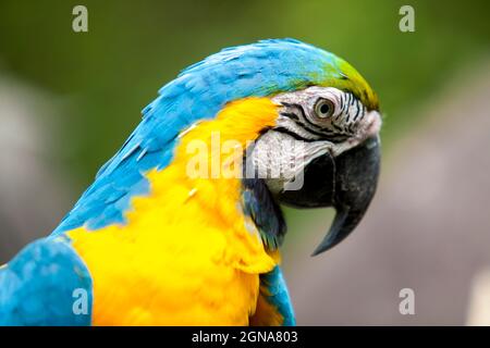 Primo piano ritratto di un pappagallo ecuadoriano giallo e blu in Guayaquil Foto Stock