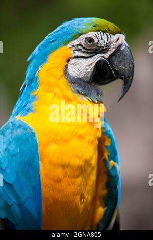 Primo piano ritratto di un pappagallo ecuadoriano giallo e blu in Guayaquil Foto Stock