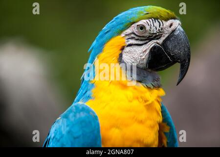 Primo piano ritratto di un pappagallo ecuadoriano giallo e blu in Guayaquil Foto Stock