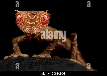 Spearpoint foglia-tailed gecko (Uroplatus ebenaui) Foto Stock