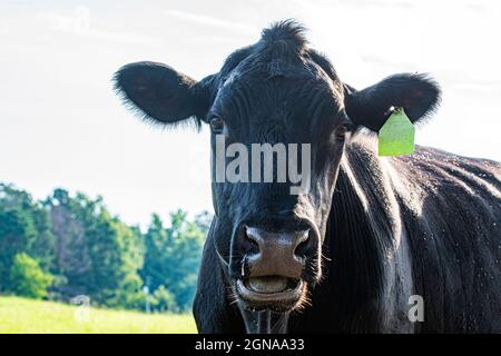 Primo piano del volto di una vacca Angus che guarda il camer con la bocca aperta nel processo di masticare il cud. Foto Stock