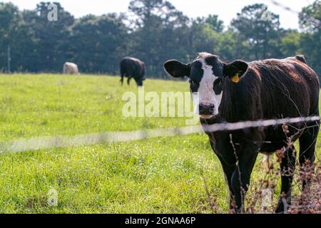 Angus colibrò heifer guardando la macchina fotografica da dietro un filo spinato recinto con altri bovini pascolo sullo sfondo. Foto Stock