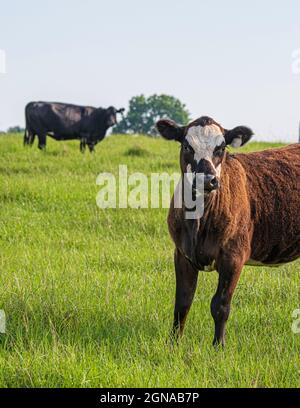 Ritratto di Black baldy commerciale crossbred vitello in primo piano guardando la macchina fotografica con mucca matura sullo sfondo in lussureggiante pascolo estivo. Foto Stock