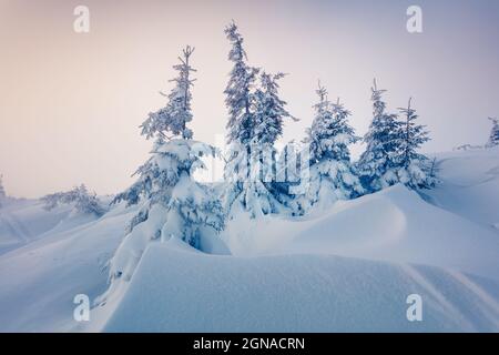 Luminose inverno mattina nelle montagne dei Carpazi con coperta di neve di abeti. Colorata scena all'aperto, Felice Anno Nuovo concetto di celebrazione. Stile artistico Foto Stock