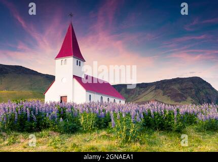 Chiesa di Vik i Myrdal, Víkurkirkja, circondata da fiori fioriti di lupini nel villaggio di Vik. Drammatica alba estiva in Islanda, in Europa. Arte s Foto Stock