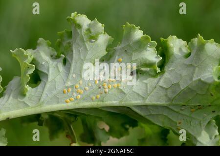 Lato inferiore delle foglie di piante con la peste Cabbage Whitefly (Aleyrodes proletella) adulti e larve sul lato inferiore della foglia. Foto Stock