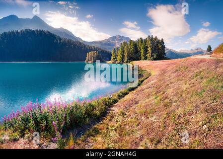 Mattinata estiva soleggiata sul lago di Silvaplana. Grande scena all'aperto nelle Alpi svizzere, provincia di Sondrio Regione Lombardia, Italia, Europa. Stile artistico post proce Foto Stock