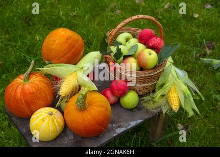 Raccolta autunnale. Le zucche luminose, le mele succose, il mais si trovano su una vecchia panca di legno nel giardino. Vista dall'alto. Foto Stock