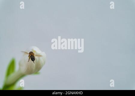 Ape volare vicino alla bocca del fiore, vista del profilo Foto Stock