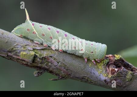 Pioppo Hawk-moth (Laothoe populi) caterpillar Martham Norfolk GB UK Agosto 2021 Foto Stock