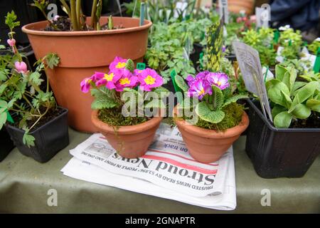 Il giornale locale 'Stroud News & Journal' su una bancarella di fiori al mercato agricolo Stroud, Gloucestershire Regno Unito Foto Stock