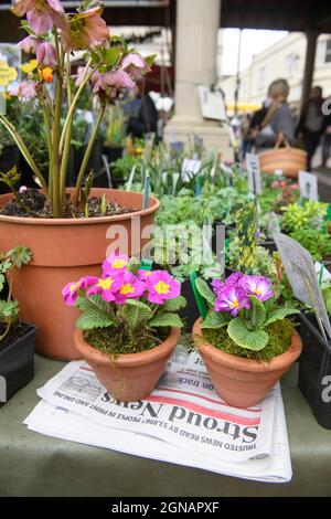 Il giornale locale 'Stroud News & Journal' su una bancarella di fiori al mercato agricolo Stroud, Gloucestershire Regno Unito Foto Stock