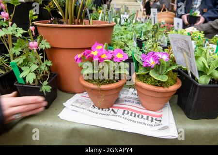 Il giornale locale 'Stroud News & Journal' su una bancarella di fiori al mercato agricolo Stroud, Gloucestershire Regno Unito Foto Stock