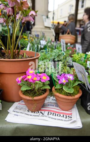 Il giornale locale 'Stroud News & Journal' su una bancarella di fiori al mercato agricolo Stroud, Gloucestershire Regno Unito Foto Stock