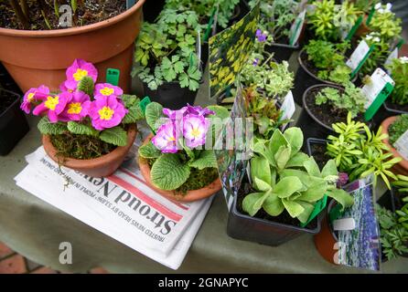 Il giornale locale 'Stroud News & Journal' su una bancarella di fiori al mercato agricolo Stroud, Gloucestershire Regno Unito Foto Stock