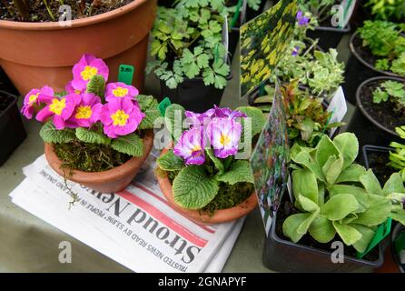 Il giornale locale 'Stroud News & Journal' su una bancarella di fiori al mercato agricolo Stroud, Gloucestershire Regno Unito Foto Stock