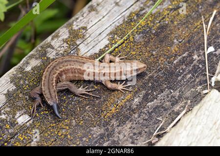 Lizard comune (Zootoca vivipara) con coda che riclula Srumpshaw Norfolk GB UK Agosto 2021 Foto Stock