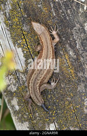 Lizard comune (Zootoca vivipara) con coda che riclula Srumpshaw Norfolk GB UK Agosto 2021 Foto Stock