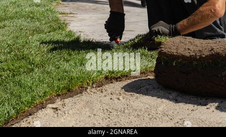 Impilamento professionale di erba fresca arrotolata. Le mani del giardiniere in guanti di giardinaggio che posa il tappeto erboso facendo il nuovo prato Foto Stock