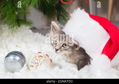 Gatto di Natale. Un piccolo gattino grigio che indossa un cappello babbo natale che si prepara per Natale e Capodanno Foto Stock