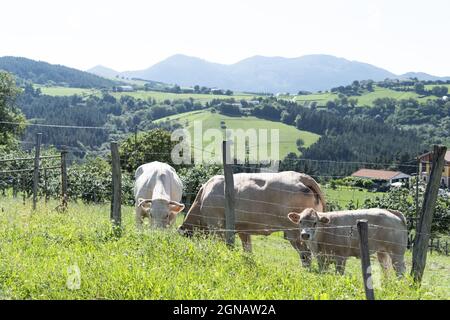 Animali domestici da fattoria. Mucche pascolo in campagna Foto Stock