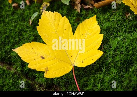 Foglie di acero giallo (Acer pseudoplatanus) su muschio verde durante l'autunno in una foresta Foto Stock