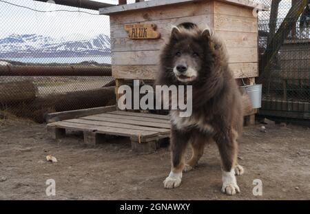 Un bel cane alpino, Siberian Husky, Alaskan Malamute, o allevatore locale, Barentsburg, Spitsbergen, Norvegia Foto Stock