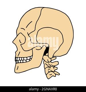 Icona del cranio umano piatto, vista laterale Illustrazione Vettoriale