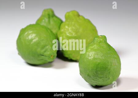 Frutta fresca bergamotto, Limes Kaffir dalla natura isolato su sfondo bianco Foto Stock