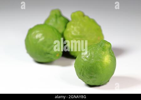 Frutta fresca bergamotto, Limes Kaffir dalla natura isolato su sfondo bianco Foto Stock