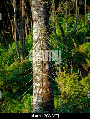 Pseudopanax ferox, feroce lanceta in forma giovanile. Endemico della Nuova Zelanda. Foto Stock