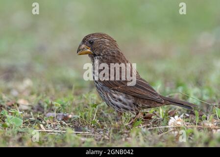 Weaver (Amblyospiza albifrons) a Grahamstown/Makhana, Provincia del Capo Orientale, Sudafrica, 18 ottobre 2020. Foto Stock