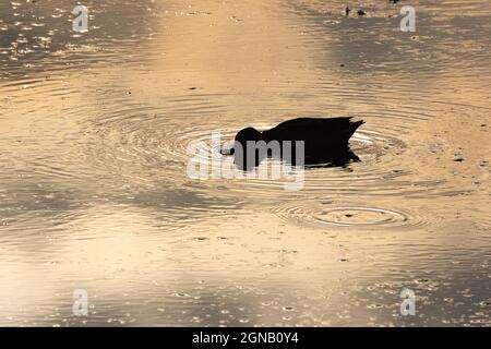 Eurasian Teal (Anas crecca) alimentazione in sihouette Srumpshaw Fen Norfolk UK GB Settembre 2021 Foto Stock