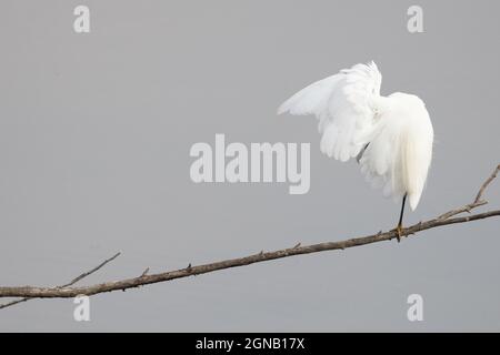 Little Egert (Egretta garzetta) preening Wing Feathers Straumpshaw Fen Norfolk UK GB Settembre 2021 Foto Stock