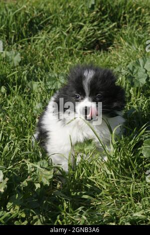 Un bellissimo cucciolo di Spitz bianco e nero di 2 mesi sta giocando sull'erba. Campagna, Grecia Foto Stock