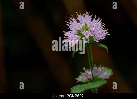 Piante selvatiche nella riserva naturale di Woods Mill Foto Stock