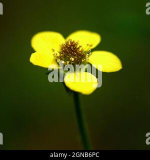 Piante selvatiche nella riserva naturale di Woods Mill Foto Stock