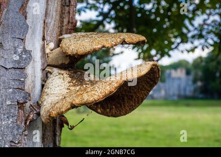 15.09.21 Haltwhistle, Northumberland, Regno Unito. L'Haltwhistle War Memorial Hospital si trova nel Northumberland occidentale, appena fuori dalla principale A69 Carlisle per Newca Foto Stock