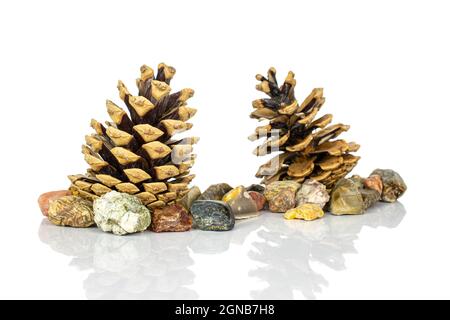 Gruppo di due interi splendidi coni di pino con rocce colorate isolate su sfondo bianco Foto Stock