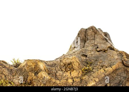 Vecchio pezzo di moncone isolato su sfondo bianco Foto Stock