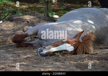 Cavallo selvatico rilassante sotto l'ombra di un albero. Foto Stock