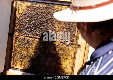 Ape Keeper che guarda le sue api Foto Stock
