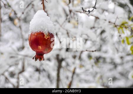 La frutta di melograno su un albero è coperta di neve in un giardino Foto Stock