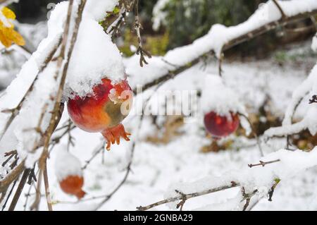 La frutta di melograno su un albero è coperta di neve in un giardino Foto Stock